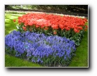 Keukenhof, Lisse